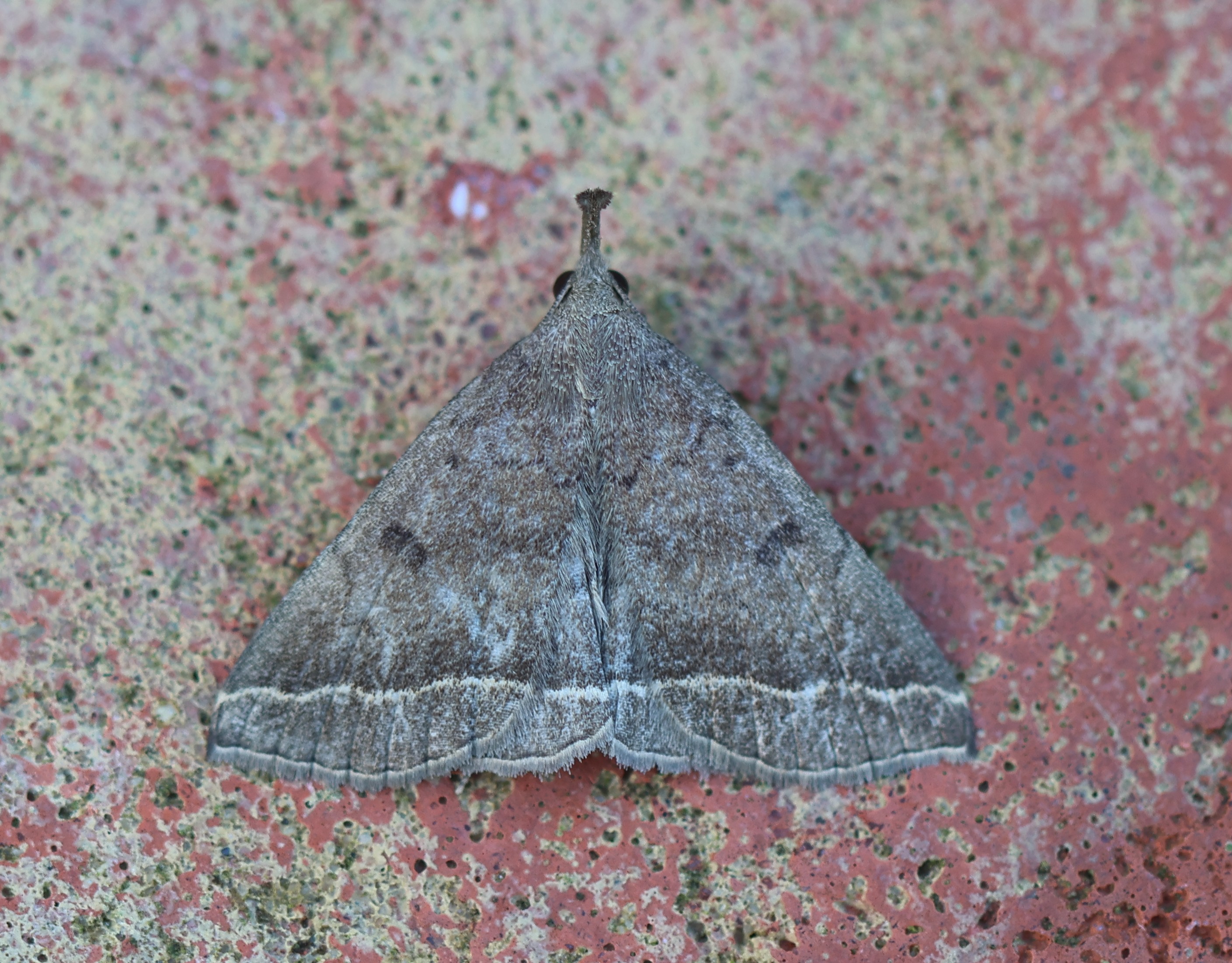 Photo of Plumed Fan-foot (Pechipogo plumigeralis)